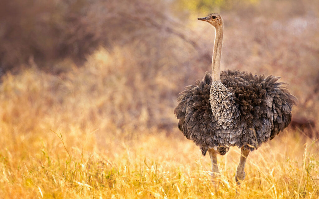 Kamelikurki strutsin nimenä